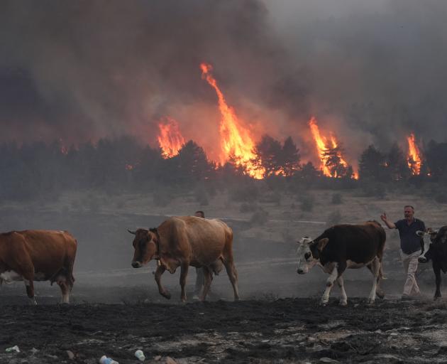 A farmer moves his cattle away from an encroaching wildfire near Ankara, Turkey last month. Photo...