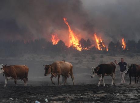 A farmer moves his cattle away from an encroaching wildfire near Ankara, Turkey last month. Photo...