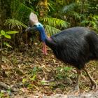 A cassowary in its deep forest habitat. PHOTO: GETTY IMAGES