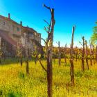 A vineyard at a monastery in Kakhetia, Georgia, Eastern Europe. PHOTO: GETTY IMAGES