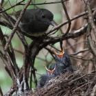 A female kakaruai at a nest in forest outside Orokonui Ecosanctuary. Photo: Nick Beckwith