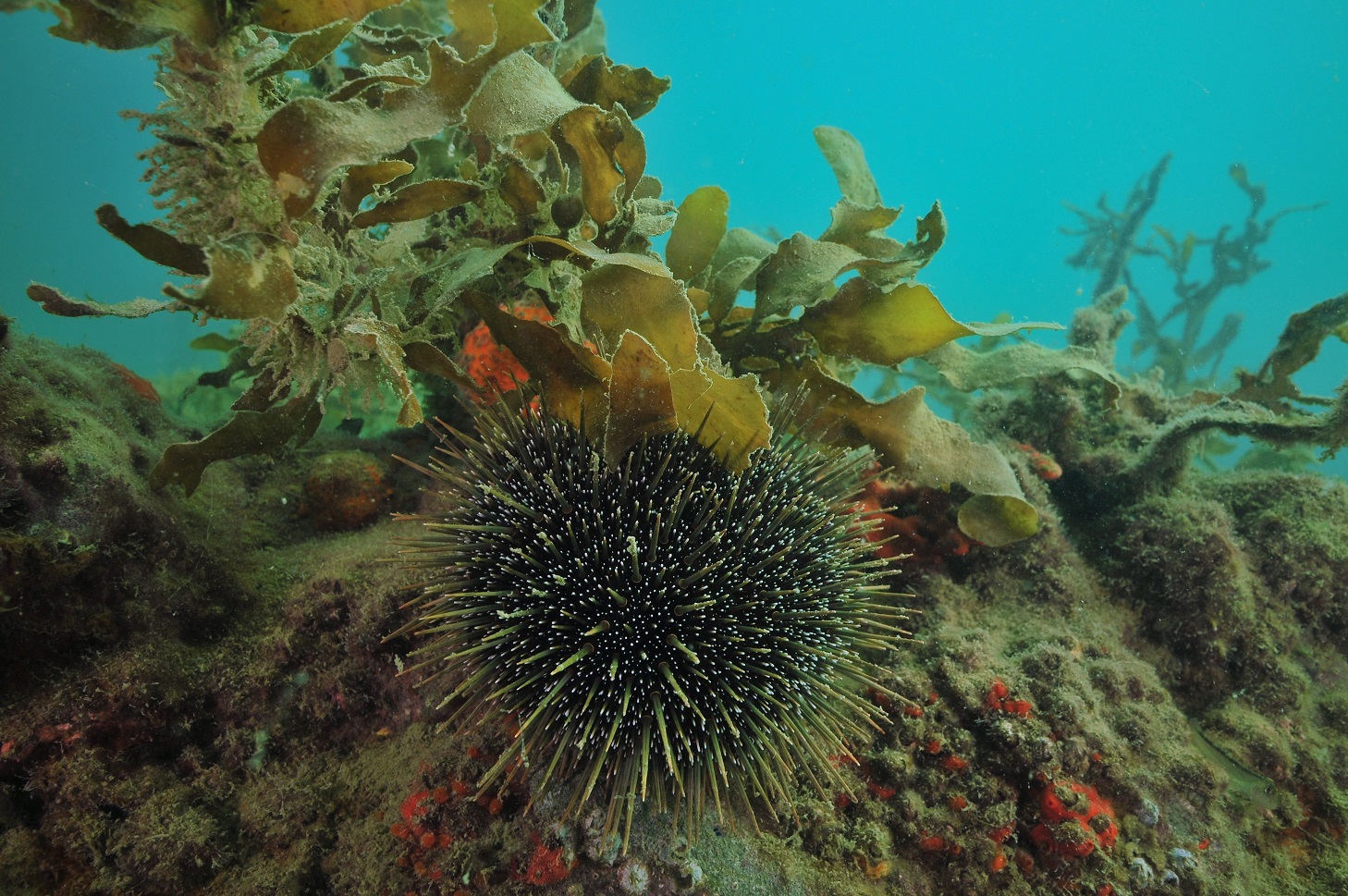 Sea urchins, or kina, are grazers that need to be kept in check. Photo: Getty Images