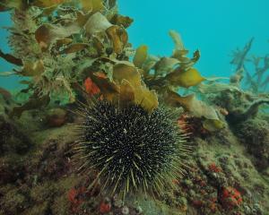 Sea urchins, or kina, are grazers that need to be kept in check. Photo: Getty Images