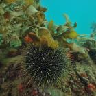 Sea urchins, or kina, are grazers that need to be kept in check. Photo: Getty Images