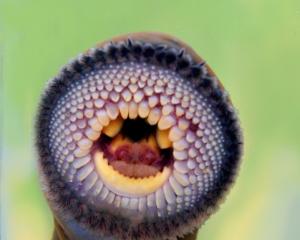 Mouth of an adult kanakana showing its jawless, sucker mouth. Photo credit: Jonah Yick