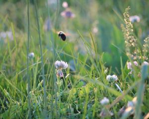 Leaving the lawn to grow not only benefits biodiversity but reduces carbon emissions. PHOTO:...