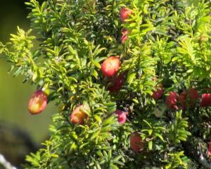 Heavy fruiting of the Miro provides a feast for Kereru. PHOTOS: ALYTH GRANT