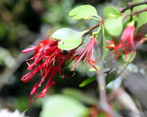 Scarlet mistletoe on beech in the Catlins. PHOTO: CRAIG BAXTER