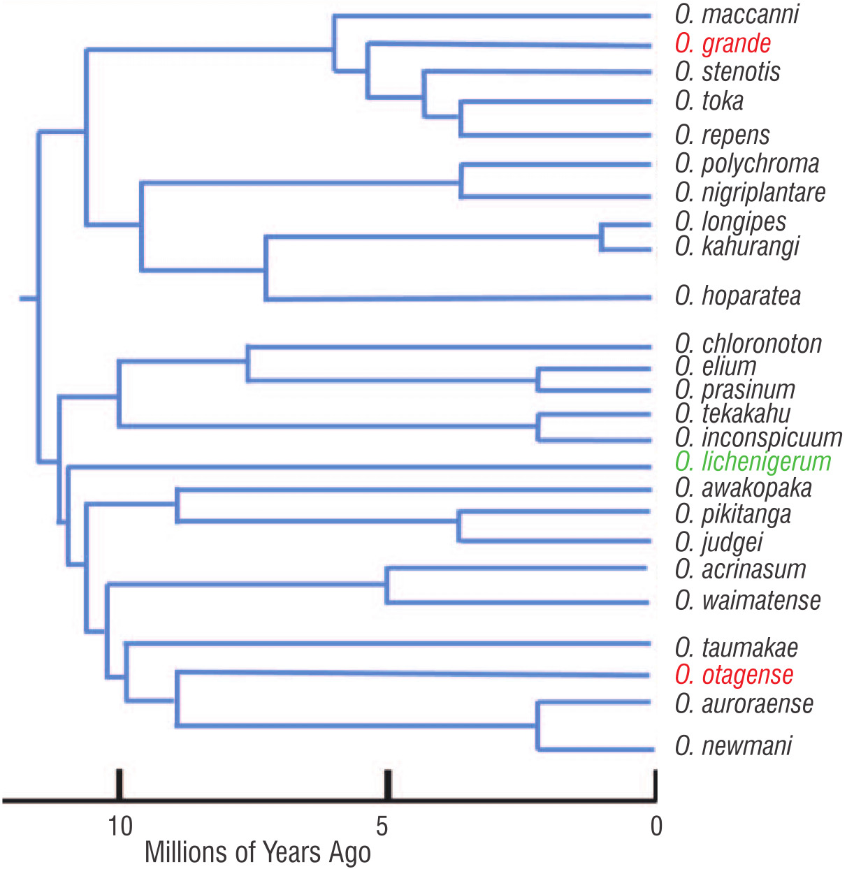 Evolutionary tree of part of the skink genus Oligosoma. The species shown have diversified from a...