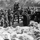 Buyers inspect the sheep prior to the clearing sale at Mount Royal, near Palmerston. — Otago...