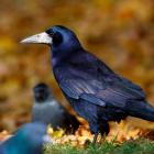 A rook in the wild. PHOTO: SUPPLIED