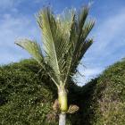 A mature nikau palm in Dunedin Botanic Garden. PHOTO: GERARD O’BRIEN