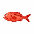 Orange roughy are deep-water fish that can live  for more than 200 years. They grow and swim...