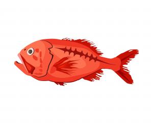 Orange roughy are deep-water fish that can live  for more than 200 years. They grow and swim...