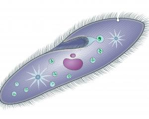 Paramecium are unicellular protozoans.