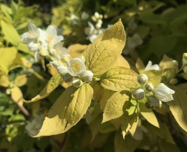 (Philadelphus coronarius Aureus) grows in the Gold Garden. 