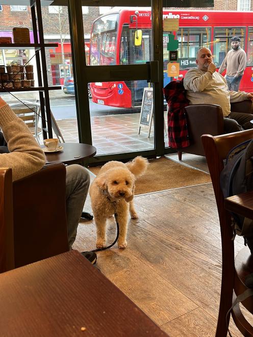 A pet dog welcomed in a cafe. PHOTO: PAUL GORMAN