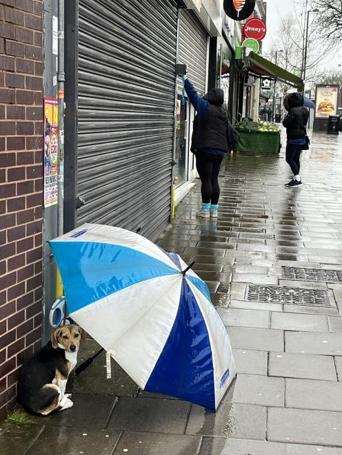 A wet dog taking shelter. PHOTO: PAUL GORMAN