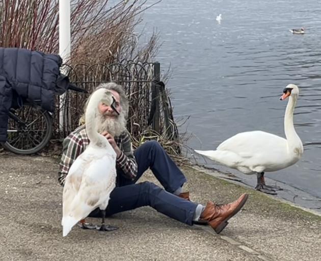 The swan whisperer in Hyde Park. PHOTO: PAUL GORMAN