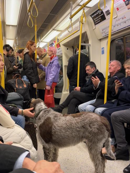 Smell of the dog. Never a dull moment on the Underground. PHOTO: PAUL GORMAN 