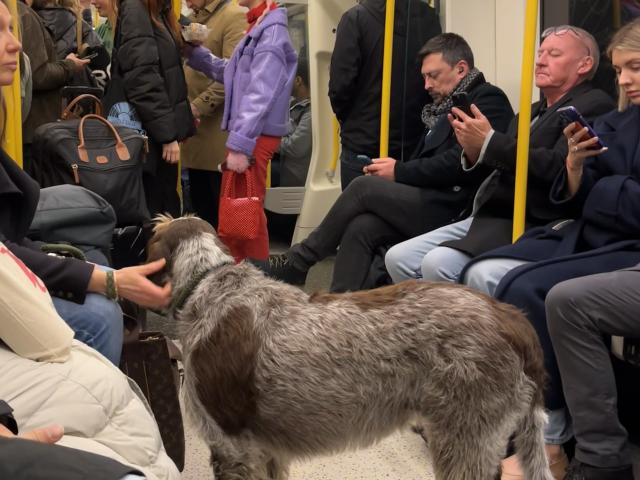 Smell of the dog. Never a dull moment on the Underground.