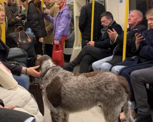 Smell of the dog. Never a dull moment on the Underground.