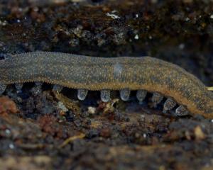 A peripatus recovered from the Caversham bush when the adjacent road was being widened. PHOTO:...