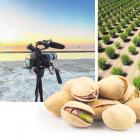 From left: film maker Rowan Wernham. Pistachio orchards stretch to the horizon across California...