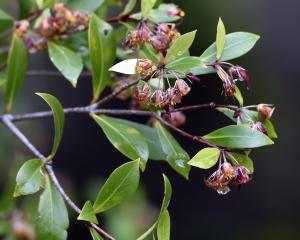 Pittosporum cornifolium can be found flowering in the Dunedin Botanic Garden in the New Zealand...