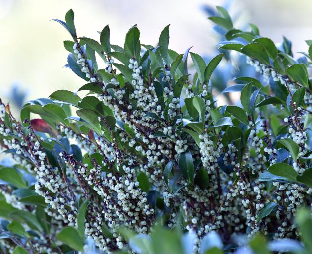 Eurya japonica has a memorable fragrance. PHOTO: PETER MCINTOSH 