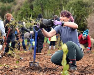 Chantal Whitby plants a totara at Sinclair Wetlands. Photo: Peter McIntosh