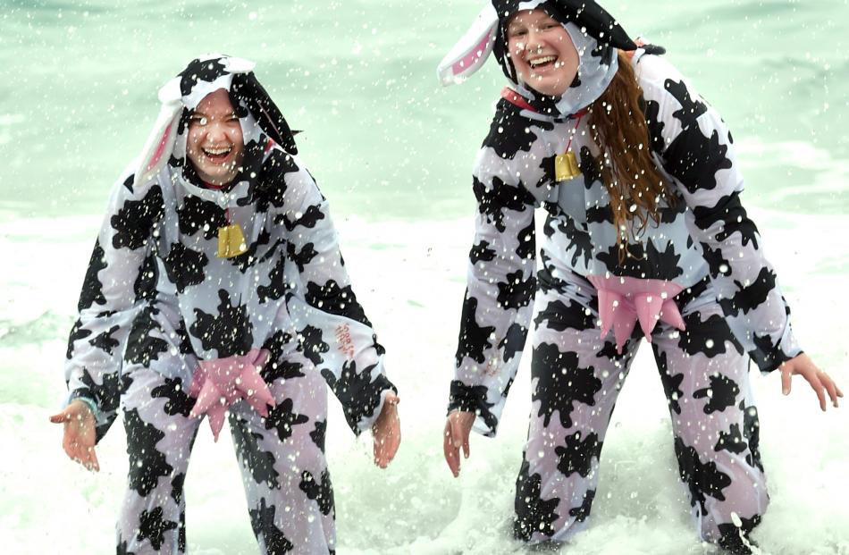 Dressed as cows Georgia Brown, 20, left, and Olivia Andrew, 21, splash in the surf. PHOTOS: PETER...