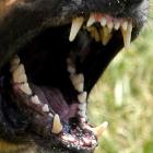 Owners of a dog that kills or seriously injures a person in Queensland could spend up to three...