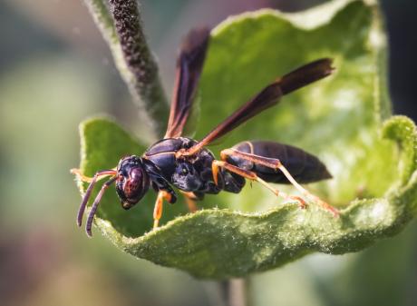 A female northern paper wasp, Polistes fuscatus. PHOTO: GETTY IMAGES