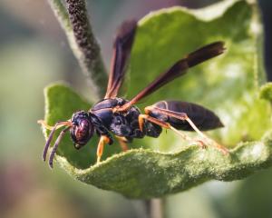 A female northern paper wasp, Polistes fuscatus. PHOTO: GETTY IMAGES