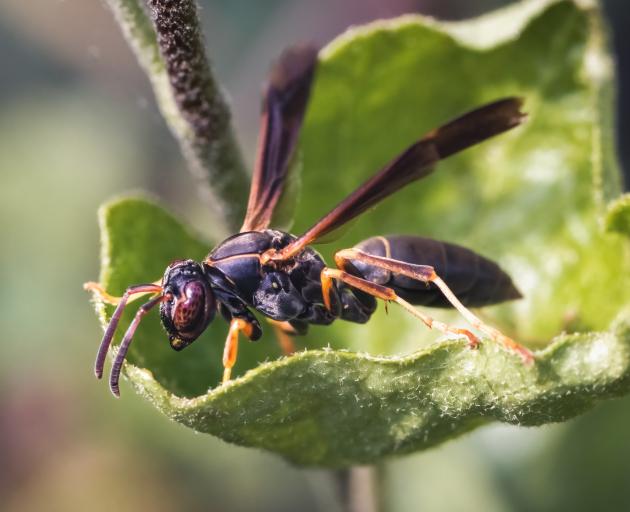 A female northern paper wasp, Polistes fuscatus. PHOTO: GETTY IMAGES