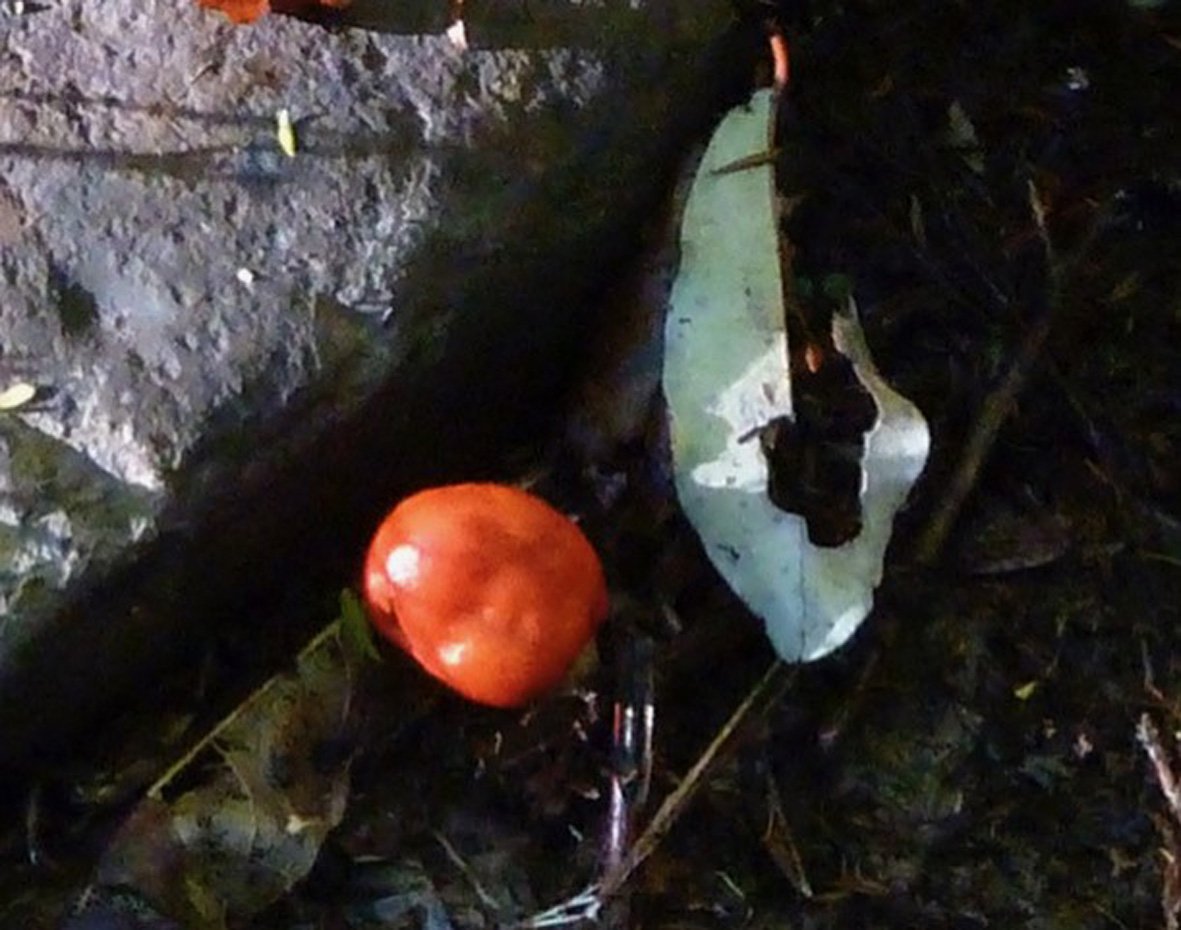 The red pouch fungus is easy to spot among the leaf litter. Photos: Alyth Grant