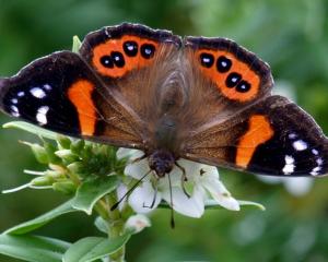 Red admiral butterfly on a hebe. Photo: Jean McKinnon