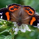 Red admiral butterfly on a hebe. Photo: Jean McKinnon