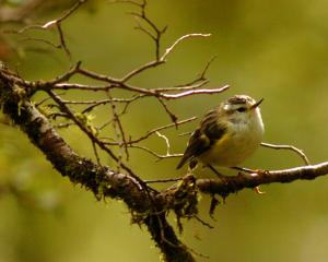 A rifleman, these the smallest of Aotearoa’s birds are one of only two surviving members of a...