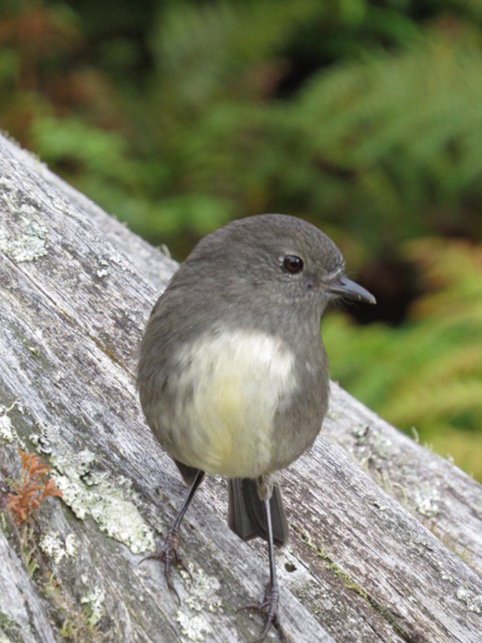 A robin eyes the ground at my feet for grubs.