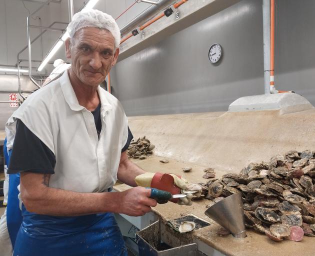 Ricci Grant was shucking about 900 oysters  an hour yesterday. PHOTOS: LUISA GIRAO