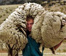 Bendigo Station musterer Daniel Devine hoists Shrek the Sheep on to his shoulders in 2004. PHOTO:...