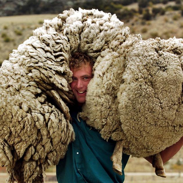 Bendigo Station musterer Daniel Devine hoists Shrek the Sheep on to his shoulders in 2004. PHOTO:...