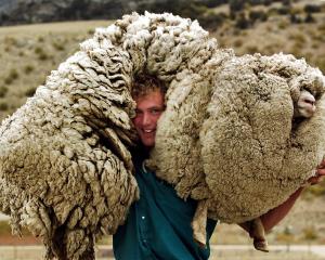 Bendigo Station musterer Daniel Devine hoists Shrek the Sheep on to his shoulders in 2004. PHOTO:...