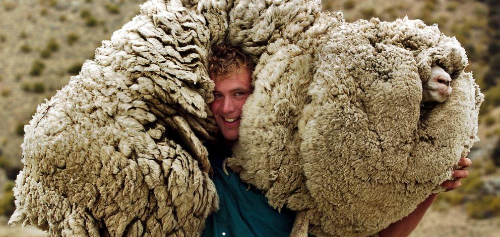 Bendigo Station musterer Daniel Devine hoists Shrek the Sheep on to his shoulders in 2004. PHOTO:...