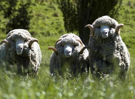 The New Zealand Merino Company has told the USX demand remains flat due to excess wool throughout...