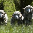 The New Zealand Merino Company has told the USX demand remains flat due to excess wool throughout...