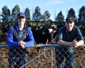 Contract milkers Jemima Aratema and Marcus Frost share a paddock with in-calf cows on Crichton...