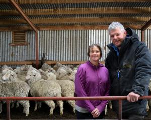 Goulburn Station owners Allan and Karleigh Small and some of their mixed age quarterbred ewes set...